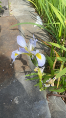 Iris virginica