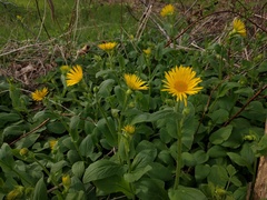 Doronicum plantagineum