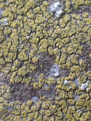 Flavoplaca citrina