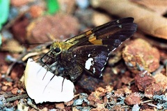 Epargyreus socus socus