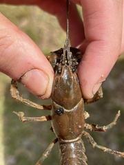 Cambarus reduncus