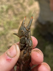 Cambarus reduncus