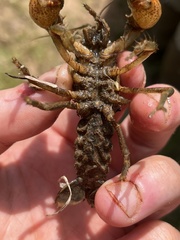 Cambarus reduncus