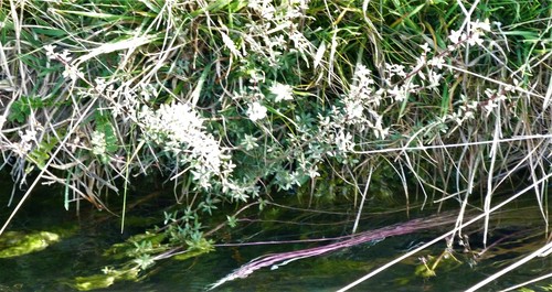 Leptospermum scoparium