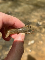 Cambarus latimanus