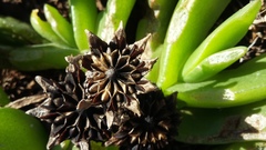 Glottiphyllum longum