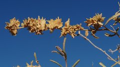 Atriplex canescens laciniata