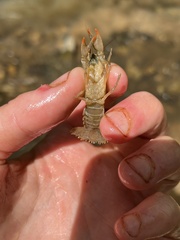 Cambarus latimanus