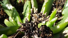 Glottiphyllum longum