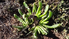 Glottiphyllum longum