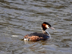 Podiceps cristatus