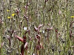 Serapias strictiflora