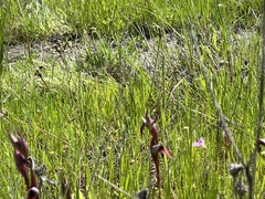 Serapias strictiflora