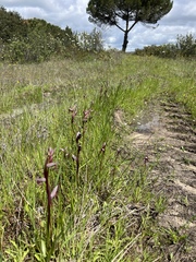 Serapias strictiflora