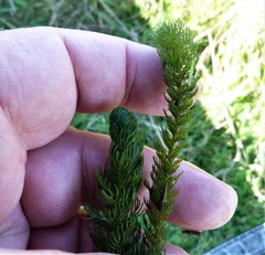 Myriophyllum triphyllum