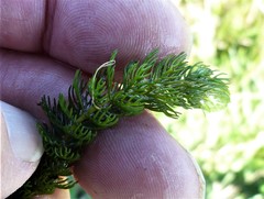Myriophyllum triphyllum