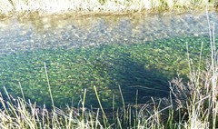 Myriophyllum triphyllum
