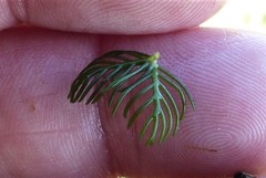 Myriophyllum triphyllum