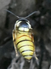 Vespa bicolor