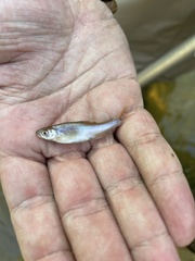 Notropis ammophilus