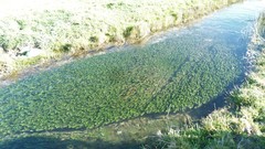 Myriophyllum triphyllum