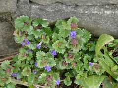 Glechoma hederacea