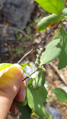 Chiococceae