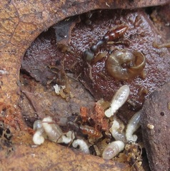 Stigmatomma pallipes