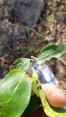 Chiococceae