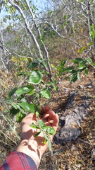 Chiococceae