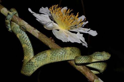 Mayombe Bush-Viper, Atheris anisolepis