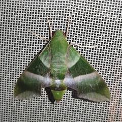 Oryba achemenides