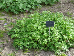 Geranium platypetalum