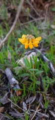 Coronilla juncea