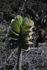 Kalanchoe grandidieri