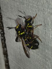 Sphiximorpha willistoni