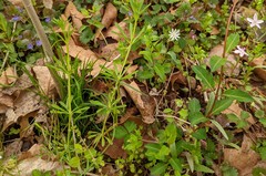 Stellaria pubera