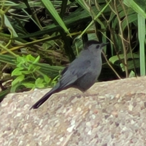 Dumetella carolinensis image