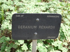 Geranium renardii