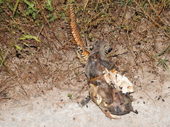 Pylodictis olivaris