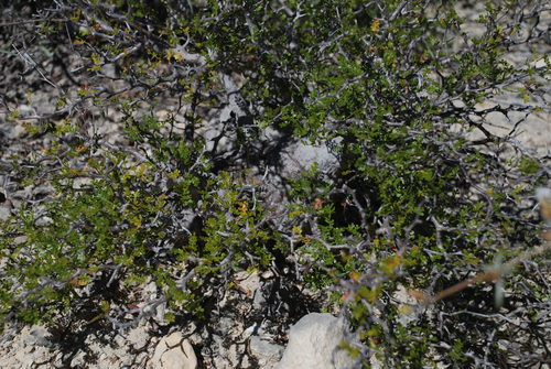 Operculicarya pachypus