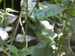 Basileuterus melanogenys