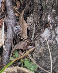 Platycryptus undatus