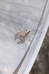 Platycryptus undatus