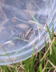 Platycryptus undatus