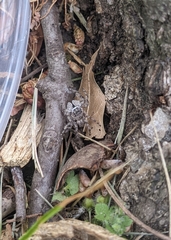 Platycryptus undatus