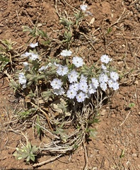 Phlox oklahomensis
