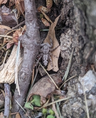 Platycryptus undatus