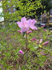 Rhododendron mucronulatum