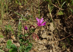 Clarkia concinna raichei